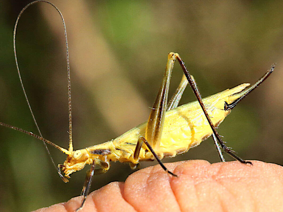 Image of Forbes's Tree Cricket