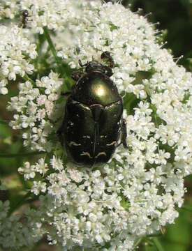 Image of Protaetia (Potosia) cuprea (Fabricius 1775)