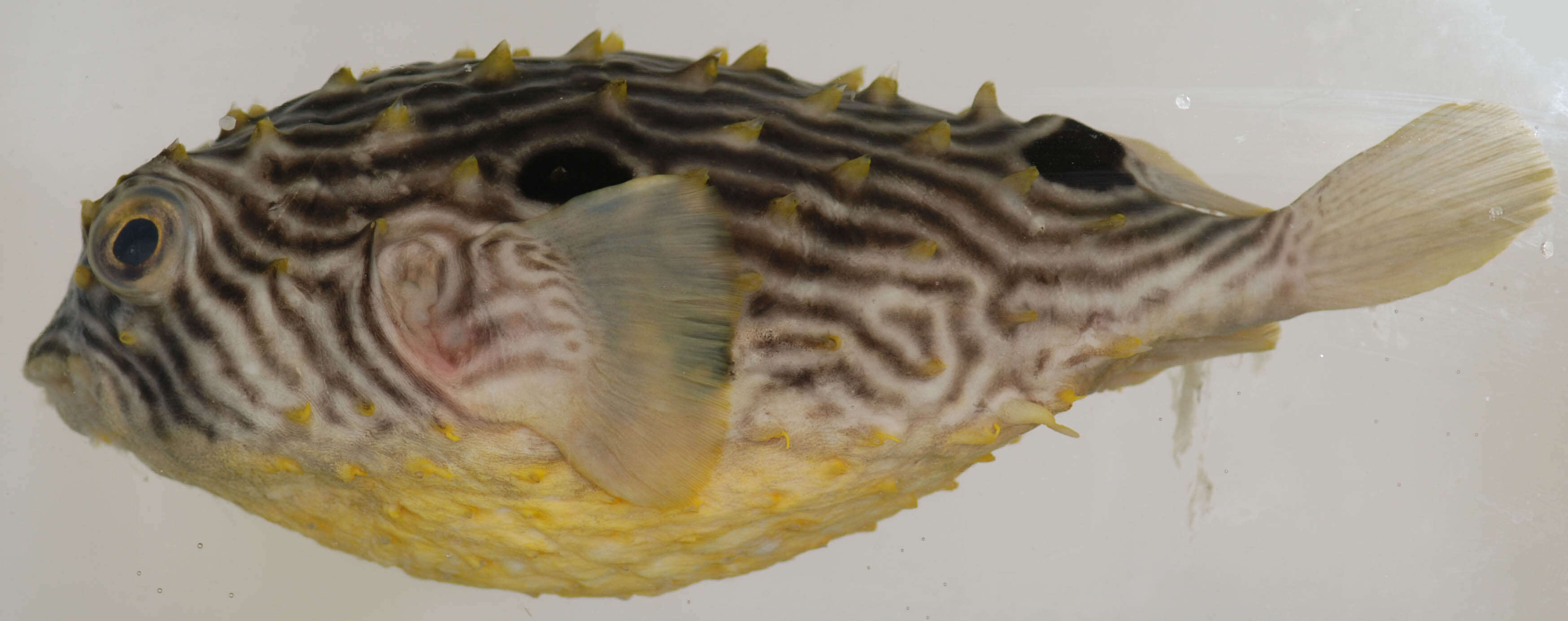 Image of Striped Burrfish