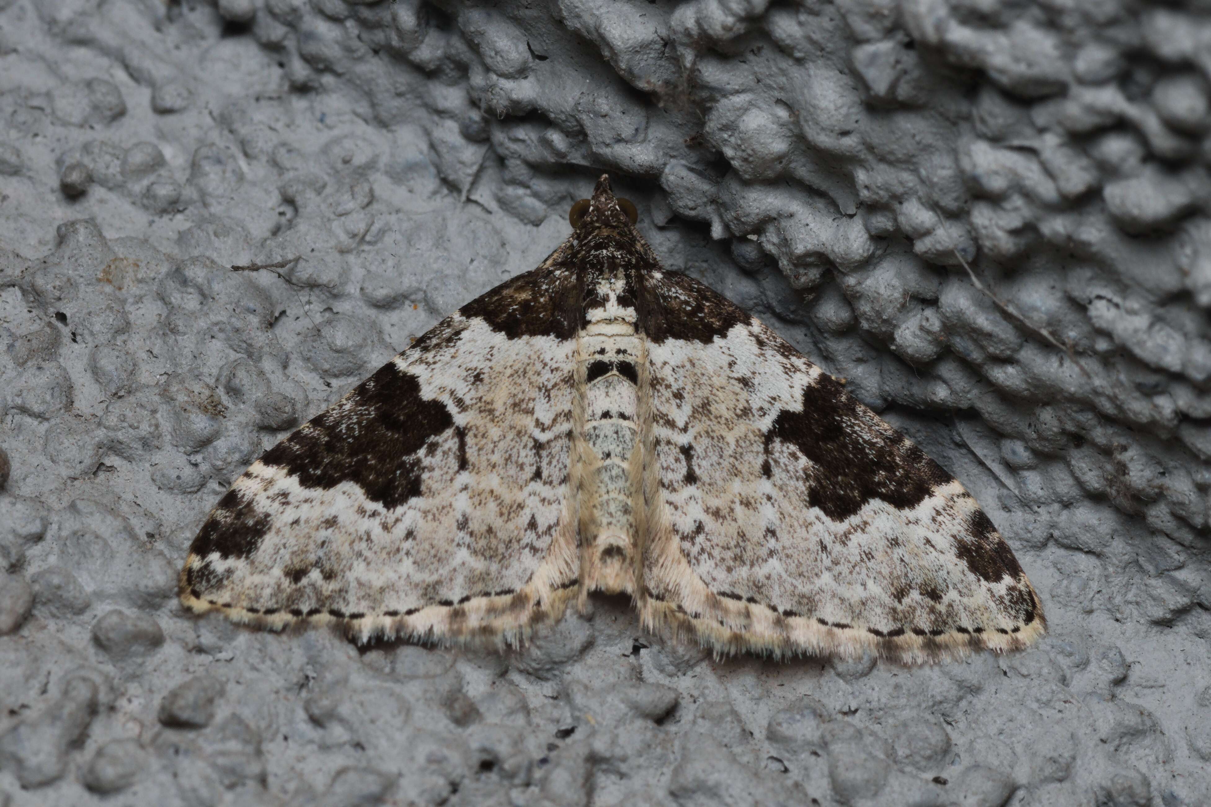 Image of garden carpet