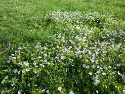 Image of slender speedwell