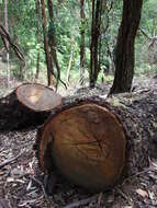 Eucalyptus sideroxylon A. Cunn. ex Woolls resmi