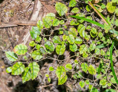 Image of Nothofagus solandri (Hook. fil.) Oerst.