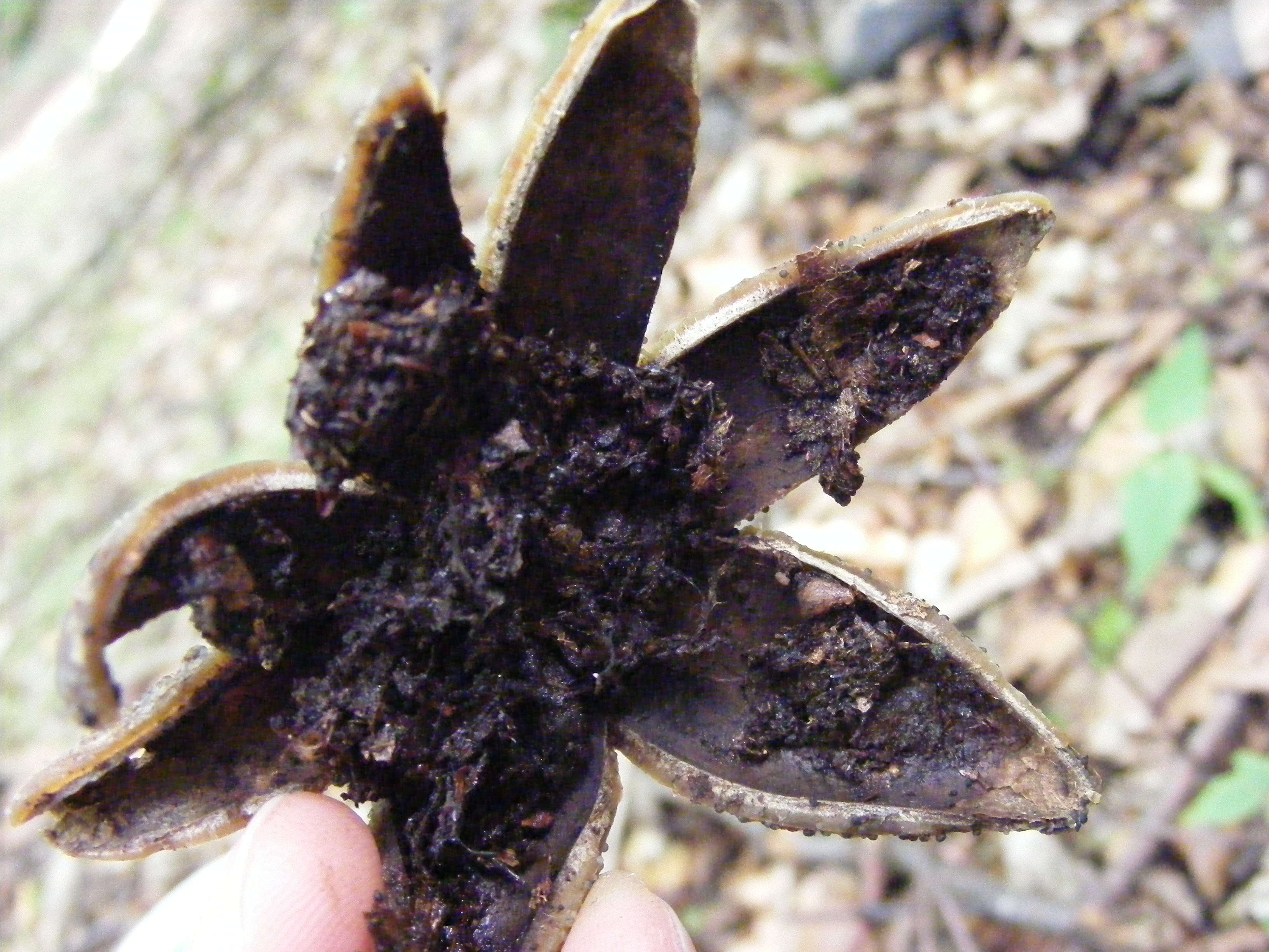 Image of False Earthstar