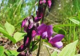 Image of spring pea