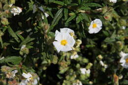 Imagem de Cistus monspeliensis L.