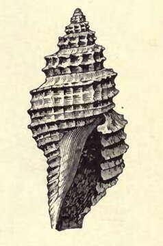 Plancia ëd Daphnella corbicula (Dall 1889)