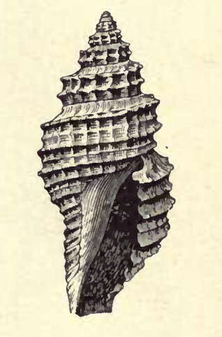 Image of Daphnella corbicula (Dall 1889)