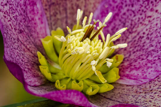 Image of lenten-rose