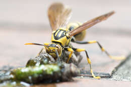 Image of Polistes rothneyi Cameron 1900