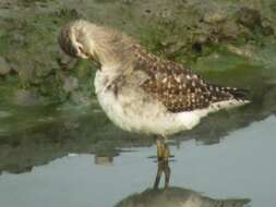 Image of Wood Sandpiper