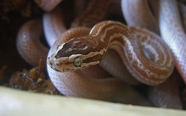 Image of Brown House Snake