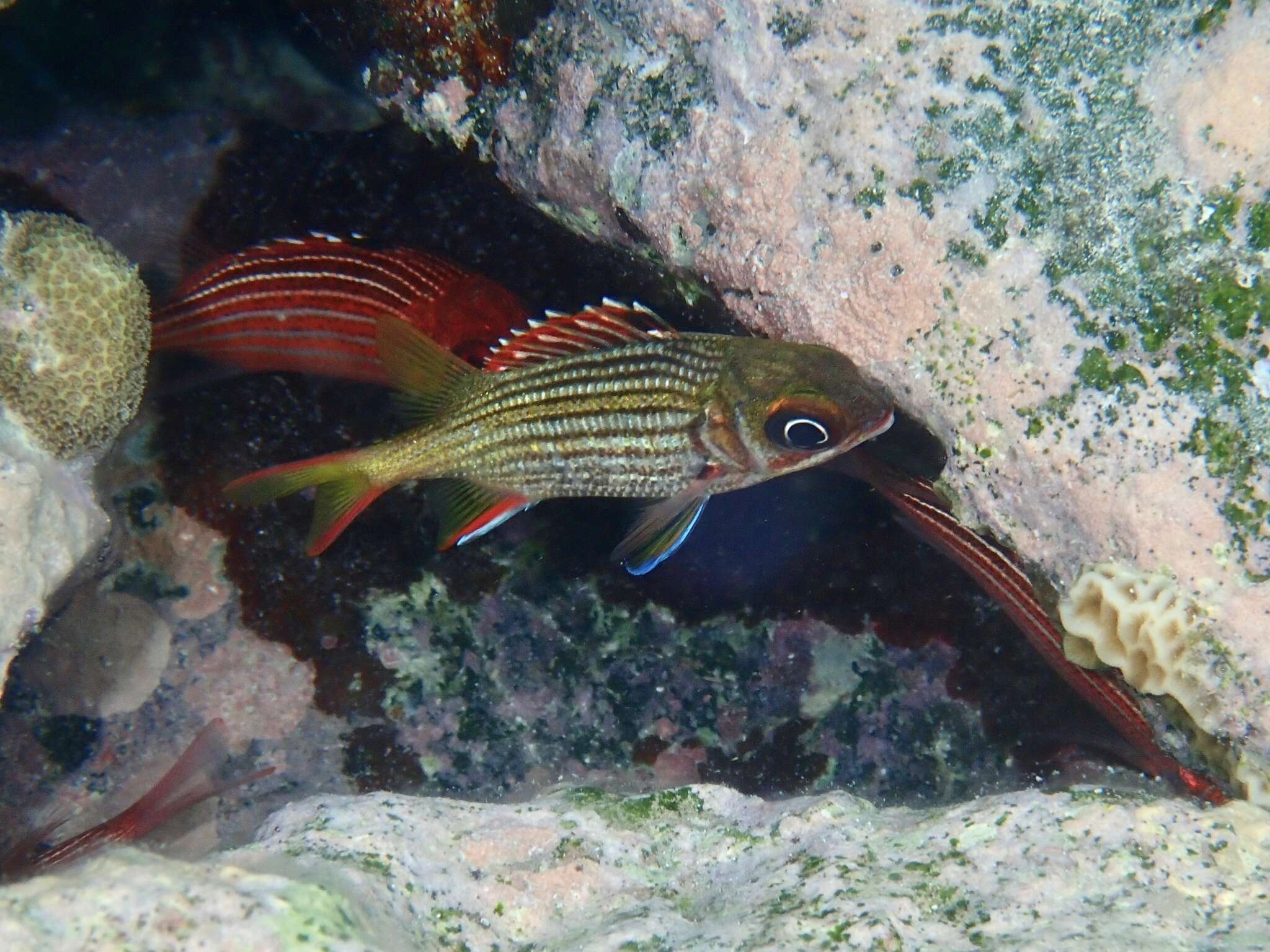 Image of Blackbarred Squirrelfish