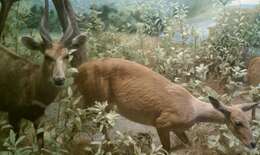 Image of Bushbuck