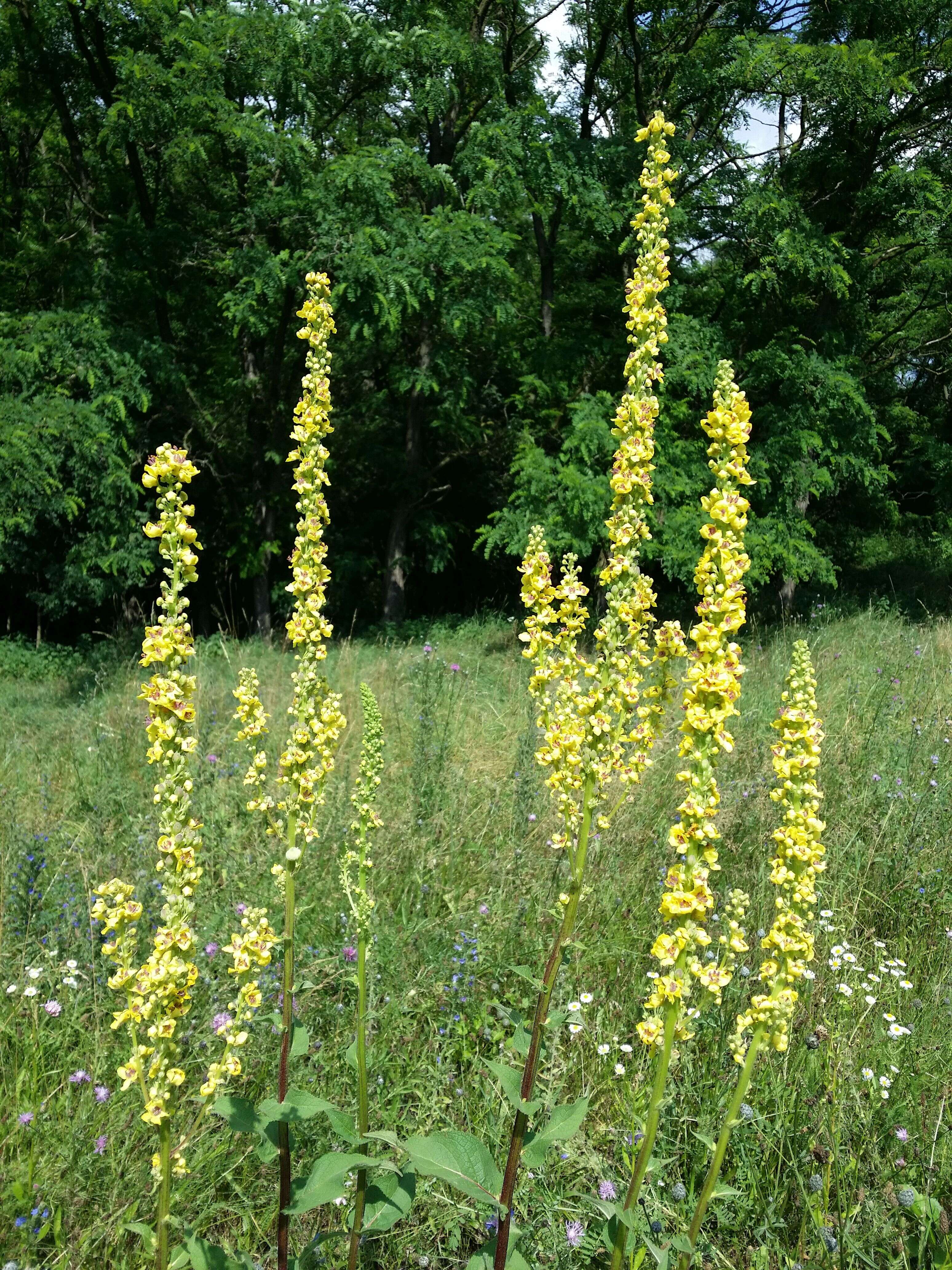 Verbascum nigrum L. resmi