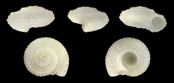 Image de Pseudotorinia Sacco 1892