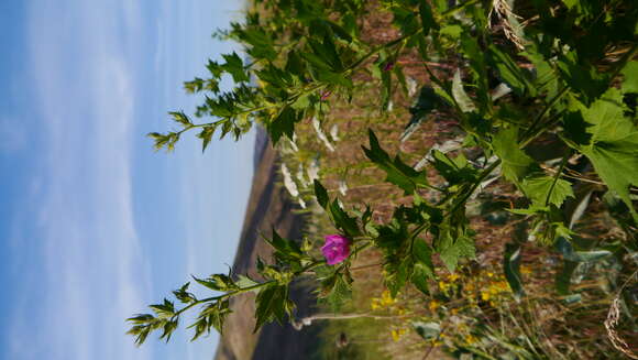 Image of Long-sepal Globemallow