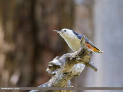 Слика од Sitta leucopsis Gould 1850