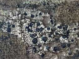 Image of disc lichen
