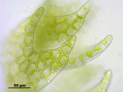 Image of Fuscocephaloziopsis catenulata (Huebener) Vána & L. Söderstr.