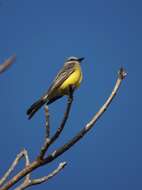 Image of Tropical Kingbird