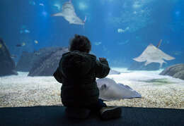 Image of Pink Whipray