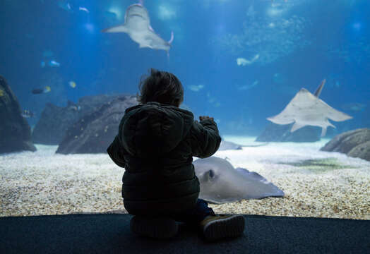 Image of Pink Whipray