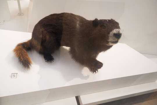 Image of Chinese Ferret Badger