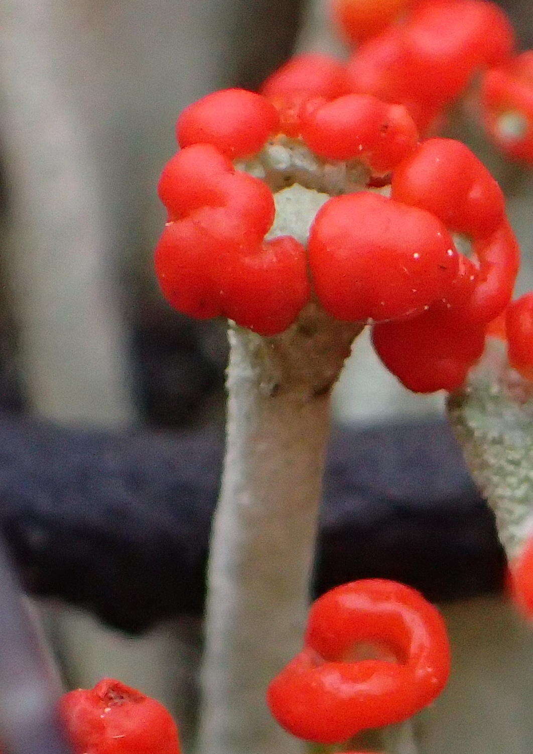 Image of Cladonia macilenta