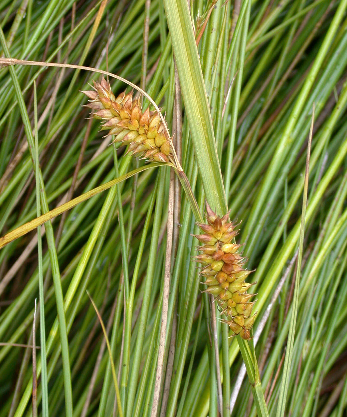 Image of beaked sedge