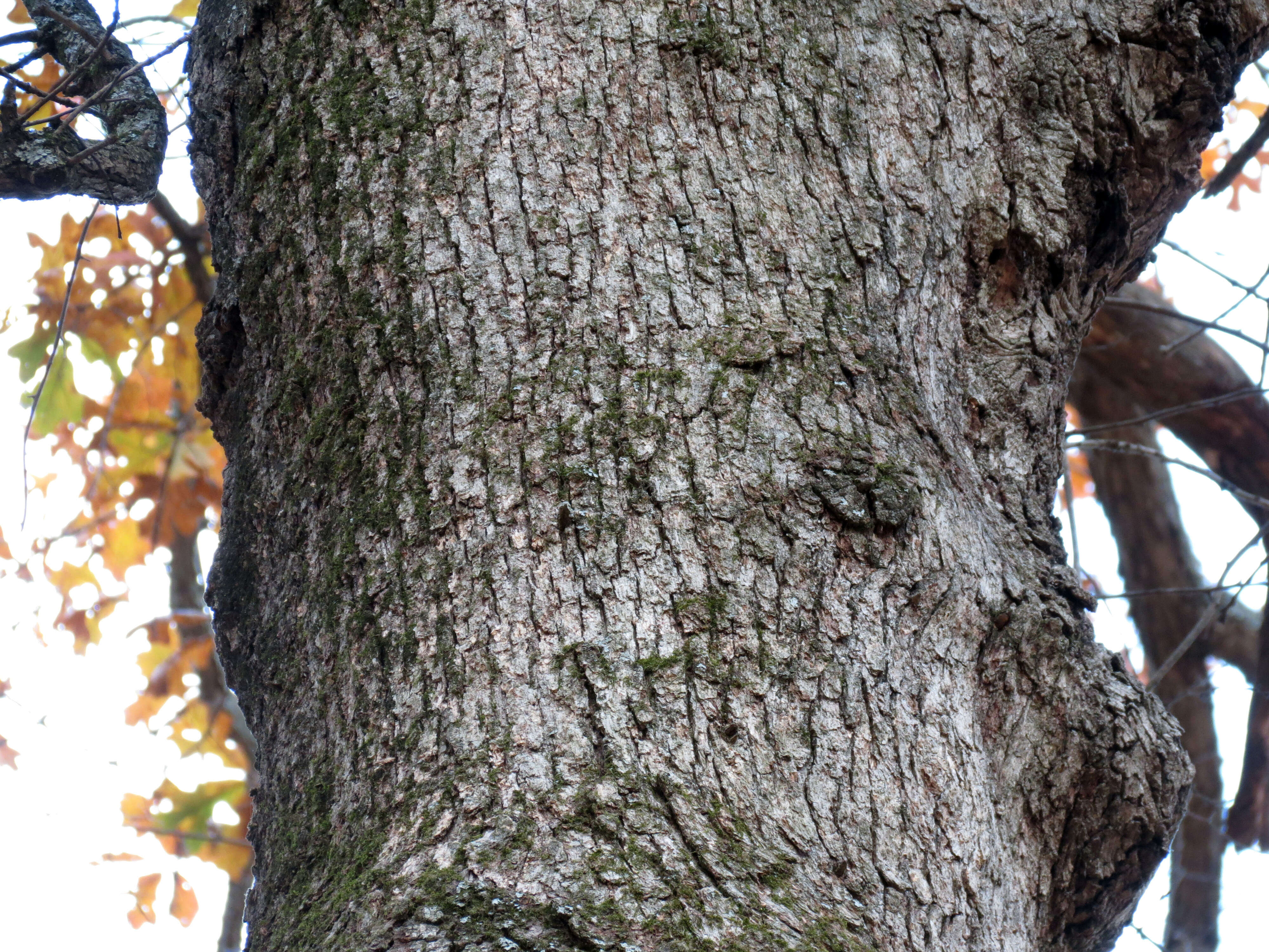 Sivun Quercus stellata Wangenh. kuva