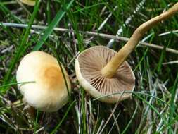 Image of common agrocybe