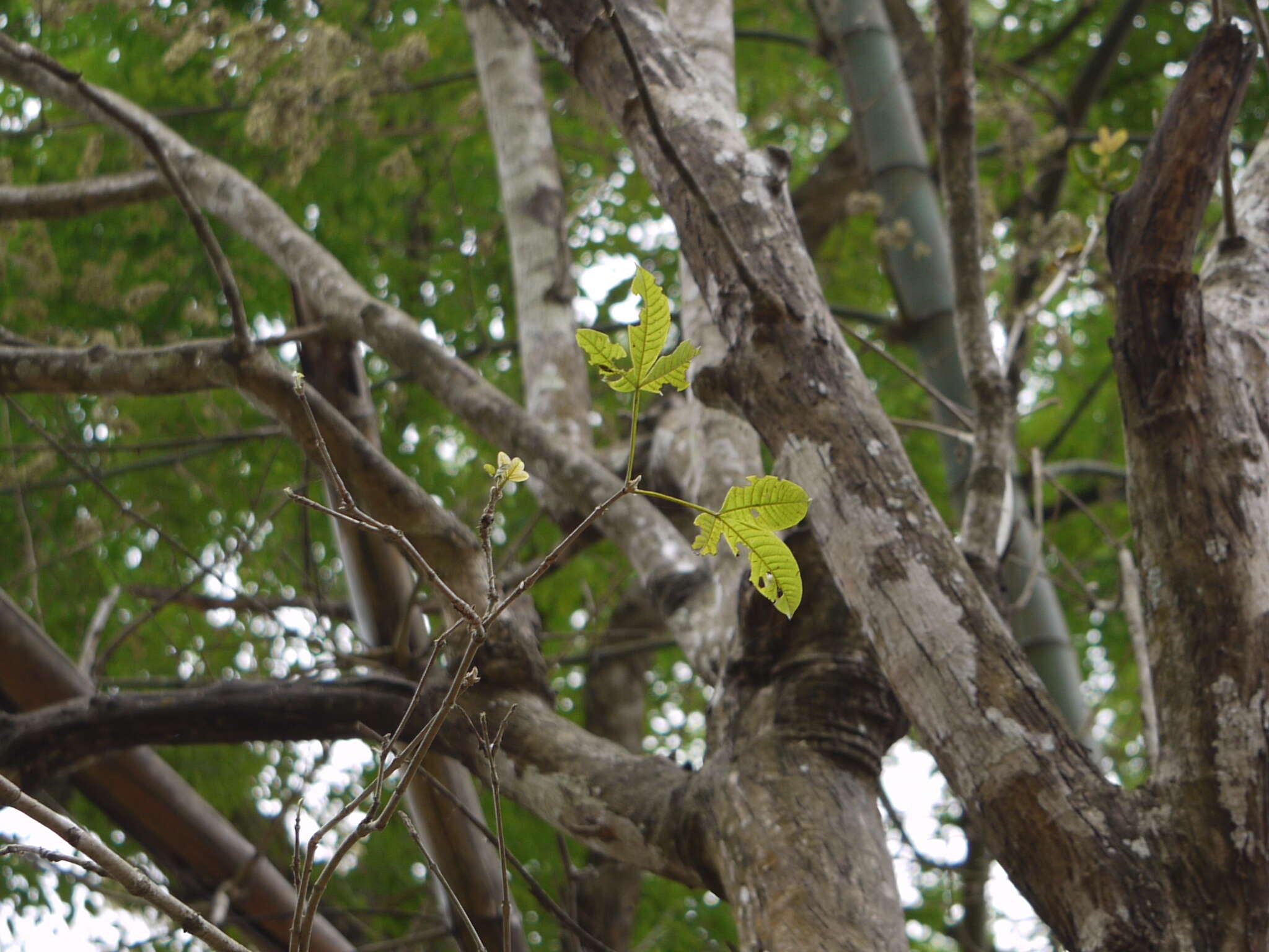 Image of Vitex altissima L. fil.