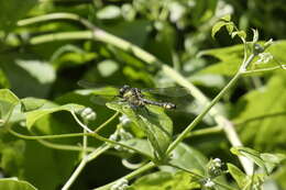 Image of Green-eyed Hooktail