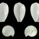 Image of snowflake marginella