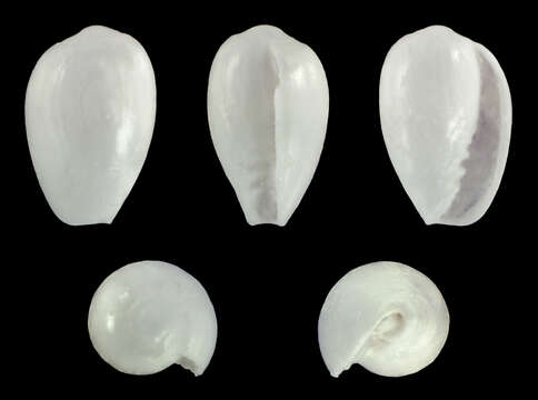 Image of snowflake marginella