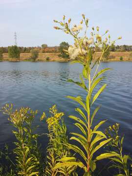 Image of Senecio sarracenicus L.