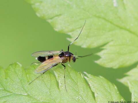 Image of Midge