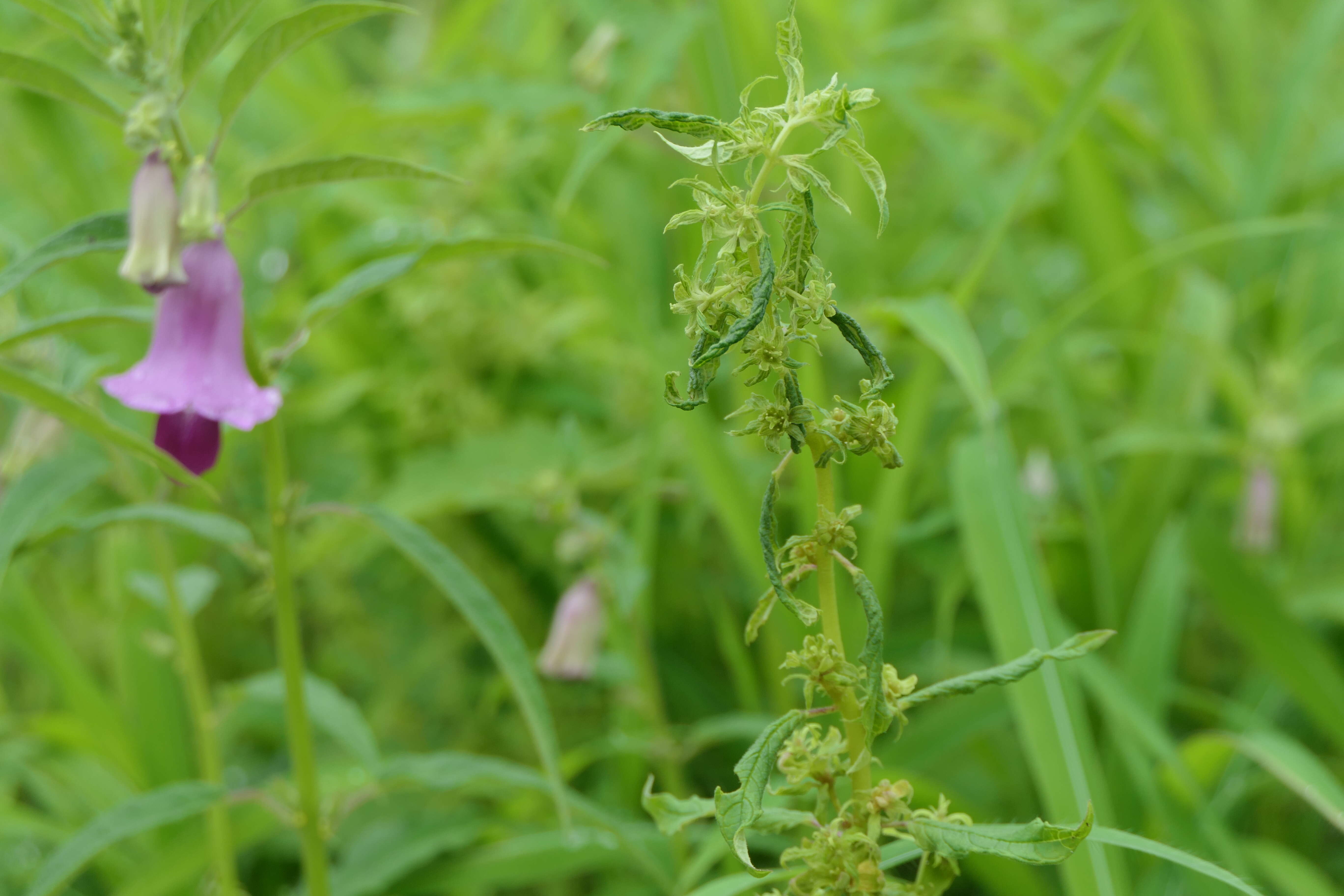 Image of sesame