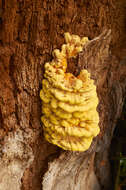 Image of Bracket Fungus