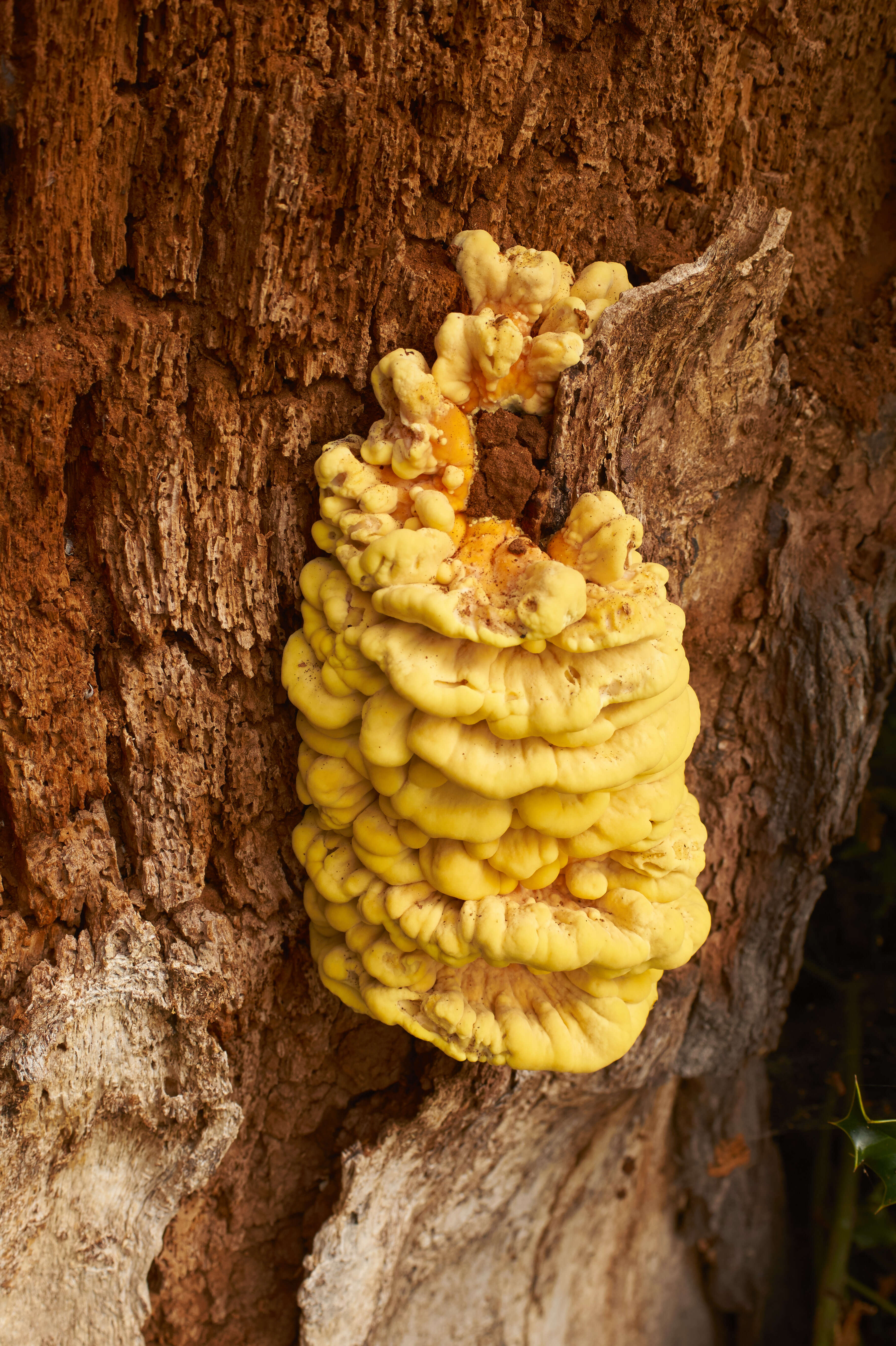 Image of Bracket Fungus