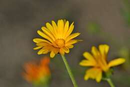 Image of pot marigold