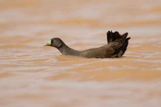 Image of Black-tailed Native-hen