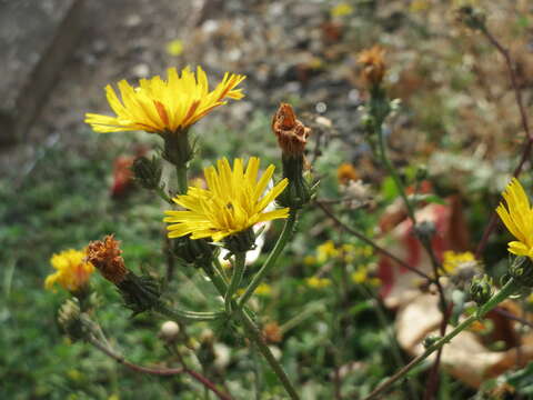 Image of hawkweed oxtongue