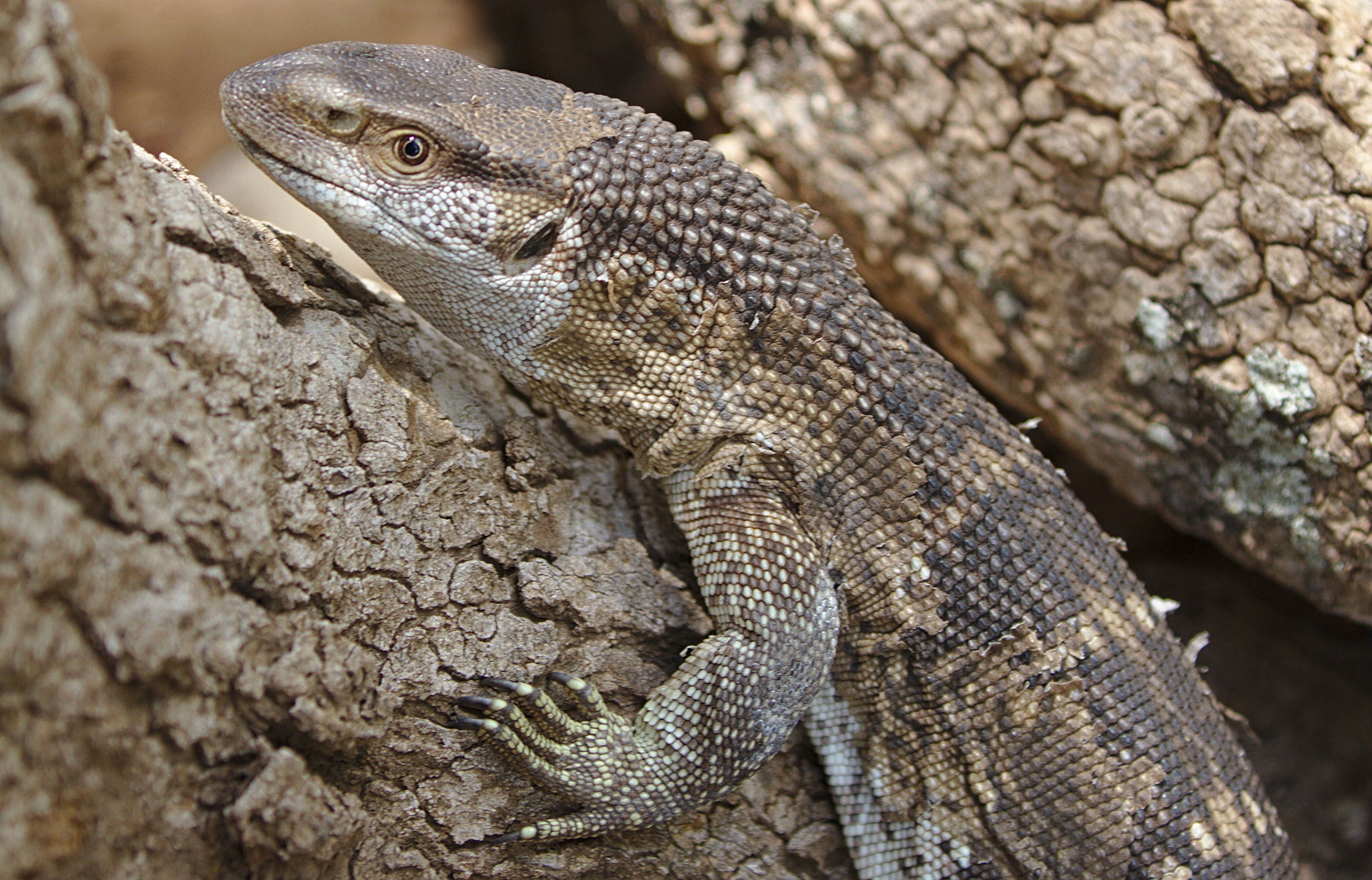 Image of White-throated monitor