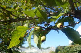 Image of glossy hawthorn