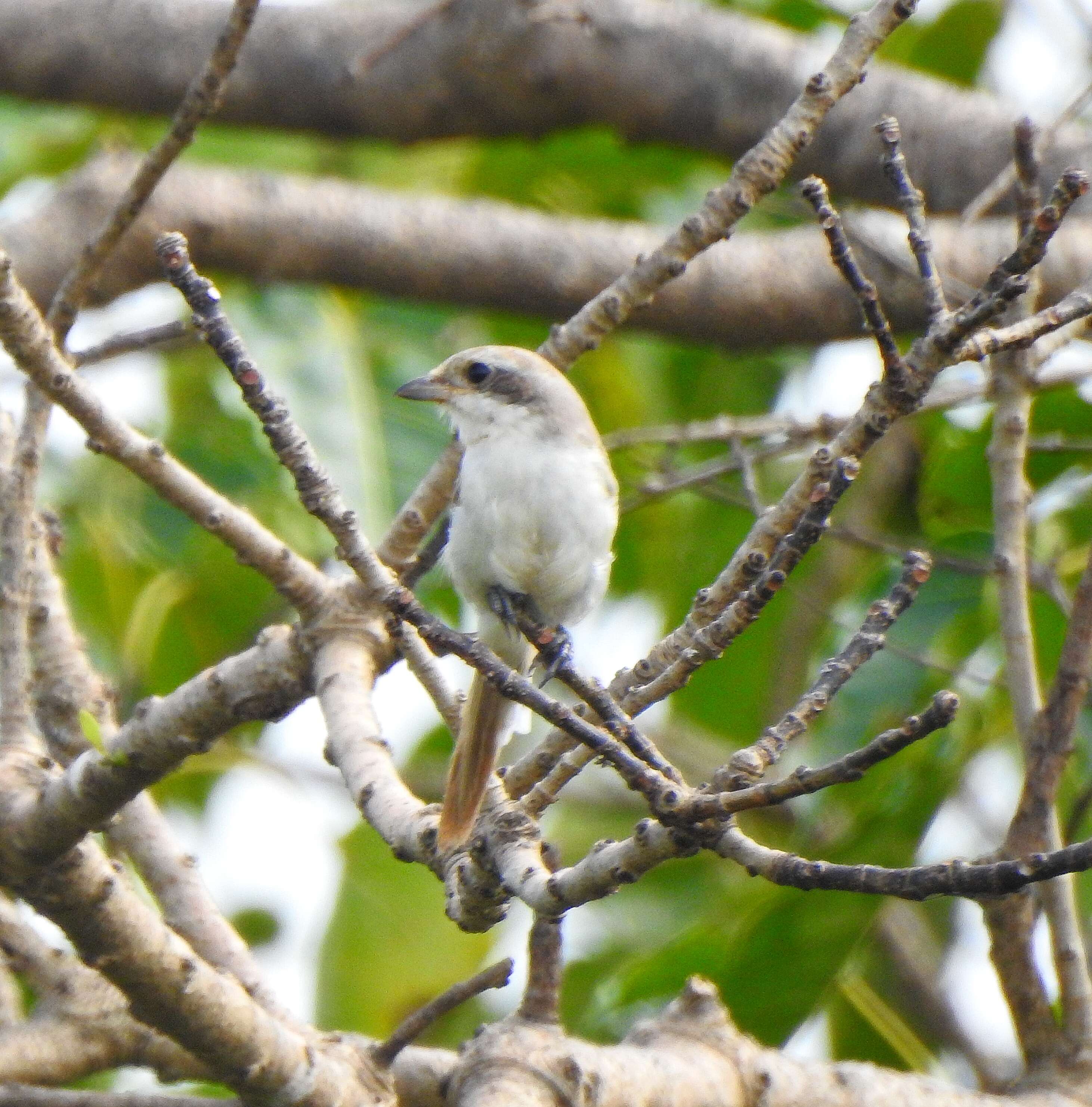 Image of Bay-backed Shrike