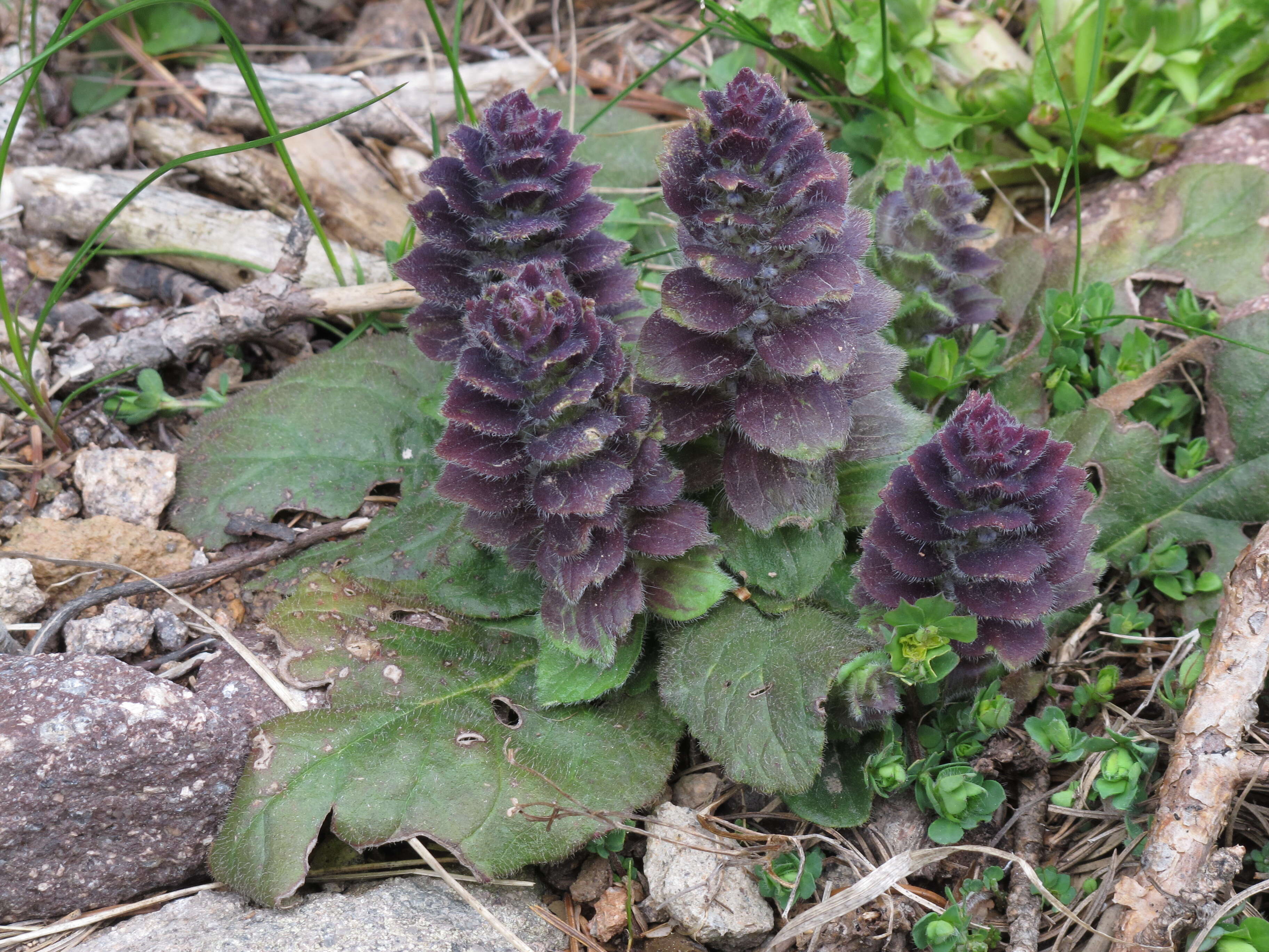 Слика од Ajuga pyramidalis L.