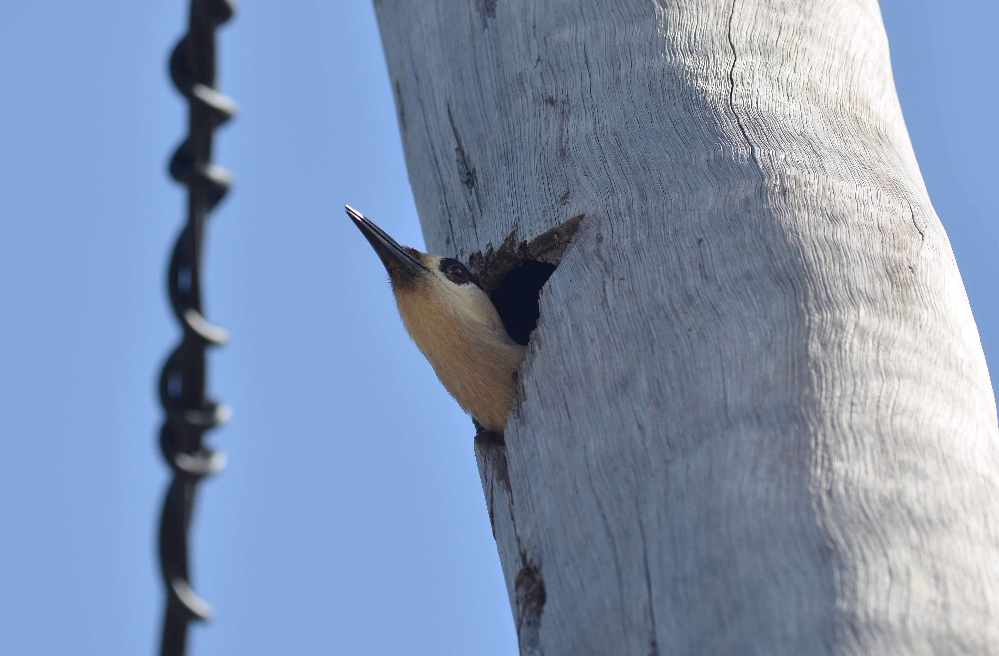 Image of West Indian Woodpecker