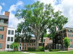 Image of American elm